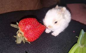 Image result for Bunny Eating Strawberry