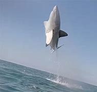 Image result for Flying Great White Shark