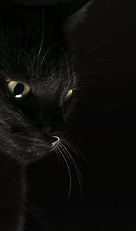 Image result for Black Cat Phone Wallpaper 4K