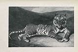 Image result for Bengal Tiger Painting