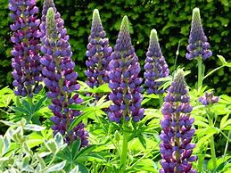 Image result for Lupinus Gallery Blue
