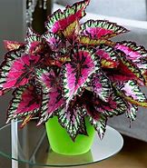Image result for Easy to Maintain Indoor Plants