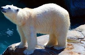 Image result for Albino Panda vs Polar Bear