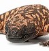 Image result for What Is the Biggest Type of Lizard