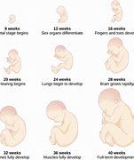 Image result for 30 Weeks Pregnant Bump