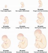 Image result for 2-3 Week Baby