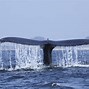 Image result for Blue Whale Facts