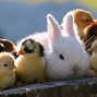 Image result for Baby Animals Live Wallpaper