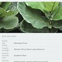 Image result for Light Meters for Plants