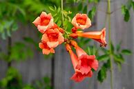 Image result for Pictures of Vines Flowers