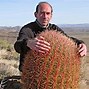 Image result for Desert Cactus Plants in Southern California