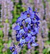 Image result for Delphinium Finsteraarhorn