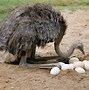 Image result for Ostrich Head in Sand Meme