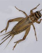 Image result for Cricket Insect Images