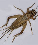 Image result for Night Cricket Insect