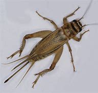 Image result for Undeveloped Cricket Insect
