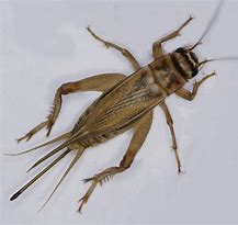 Image result for Night Cricket Insect