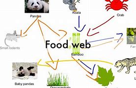 Image result for Giant Panda Food Chain