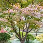 Image result for Small Leaf Maple Tree