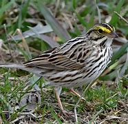 Image result for Savannah Sparrow Bird