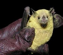 Image result for Brush Bat Friend