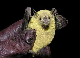Image result for Cool Bats Animal