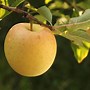 Image result for Red Apple Tree Types