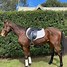 Image result for Thoroughbred