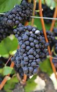 Image result for Kent Rasmussen Dolcetto