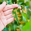 Image result for Leaf Curl On Pear Tree