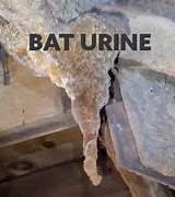 Image result for Bat Urine