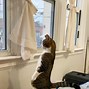 Image result for Tiny Cat Standing Meme