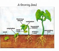 Image result for Apple Seed Diagram