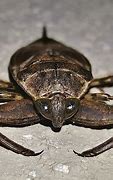 Image result for Large Water Bug