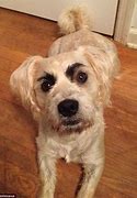 Image result for Dog with Raised Eyebrow Meme