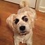 Image result for Dog with Raised Eyebrow Meme