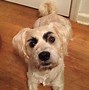 Image result for Dog with Eyebrows Même
