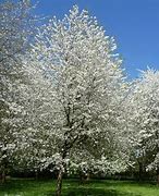 Bildergebnis für Prunus avium Viola