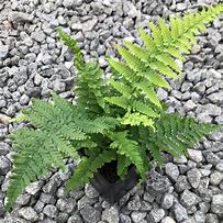 Image result for Dryopteris affinis