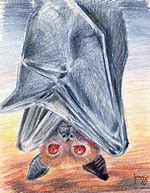 Image result for Bat Colored Pencil Art