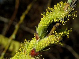 Image result for Salix elaeagnos Angustifolia