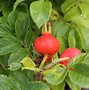 Image result for Rosa rugosa