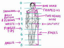 Image result for Human Body Proportions Art
