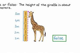 Image result for How Tall Is Two Meters
