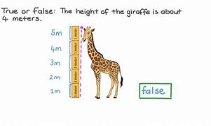 Image result for 5 Meters in Height