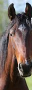 Image result for Best Horse Breed for Racing