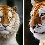 Image result for Rarest Tiger in the World