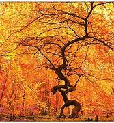 Image result for Apple Tree with Big Trunk