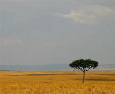 Image result for Most Popular Trees in Kenya