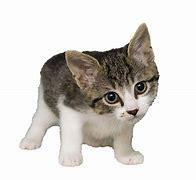 Image result for Kitten with White Background
